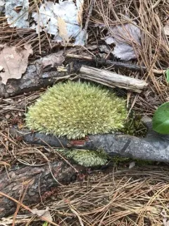 white moss thumbnail 3