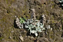 Purple Cudweed thumbnail 3