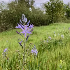 great camas thumbnail 2