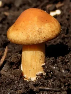 Mulch Fieldcap thumbnail 3