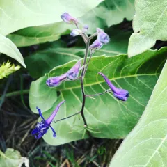upland larkspur thumbnail 3