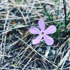 Longleaf Phlox thumbnail 2