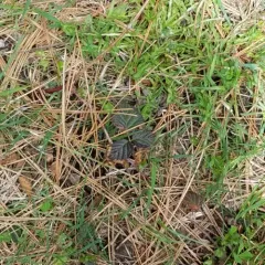 trailing blackberry thumbnail 2