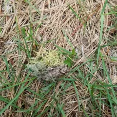 Brown-eyed Wolf Lichen thumbnail 2