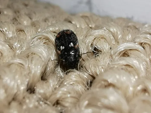Megatoma variegata