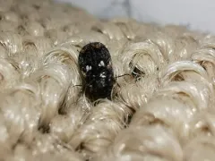 Megatoma variegata thumbnail 1