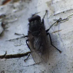 Vagabond Cluster Fly thumbnail 1