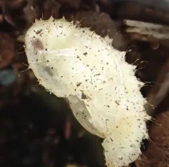 Butternut Curculio thumbnail 4