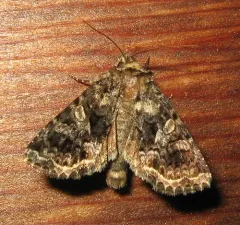 Campion Coronet thumbnail 4