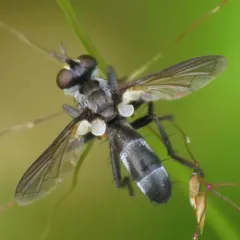 Cylindromyia propusilla thumbnail 1