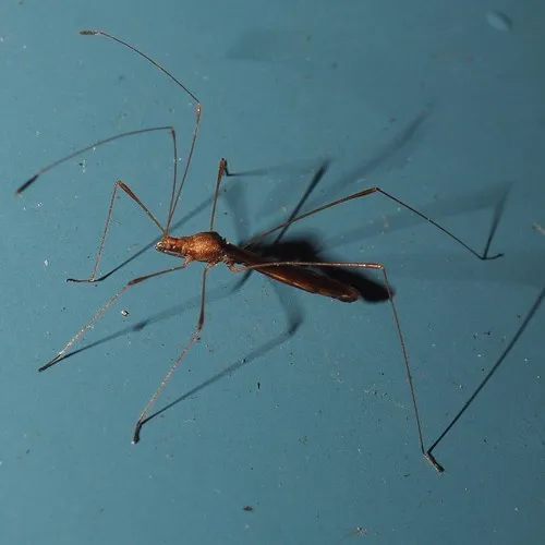 Jalysus spinosus