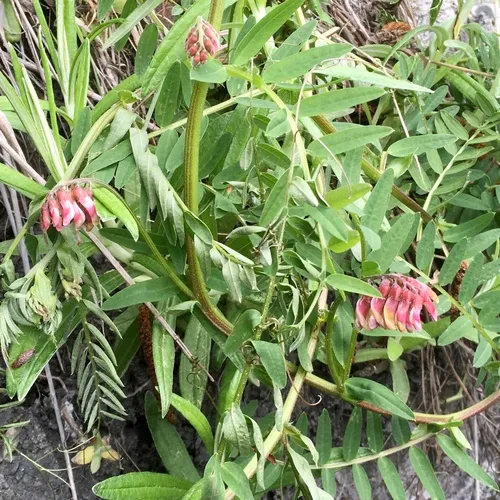 giant vetch