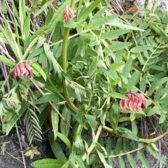 giant vetch thumbnail 1