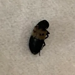 Larder Beetle thumbnail 4