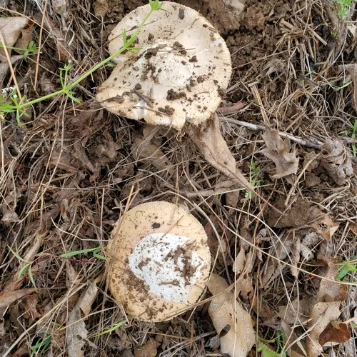 springtime amanita