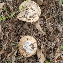 springtime amanita thumbnail 1