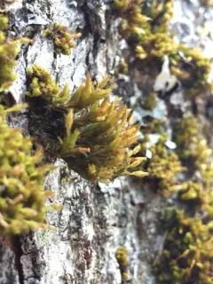 Showy Bristle Moss thumbnail 4