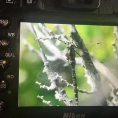 Mottled Darner thumbnail 3