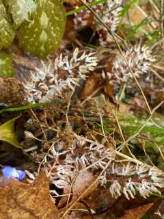 Allegheny Spurge thumbnail 4