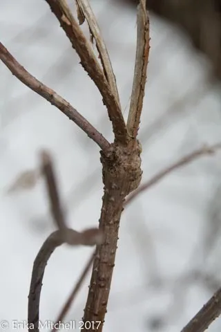 Neolasioptera pierrei