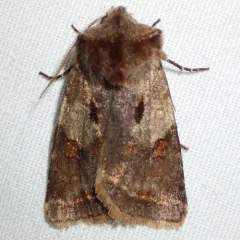 Willow Dart thumbnail 2