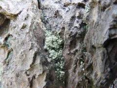 Pacific Dust Lichen thumbnail 1