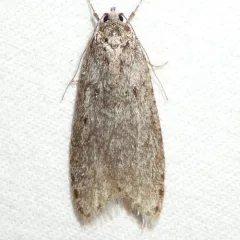 Poplar Micromoth thumbnail 2