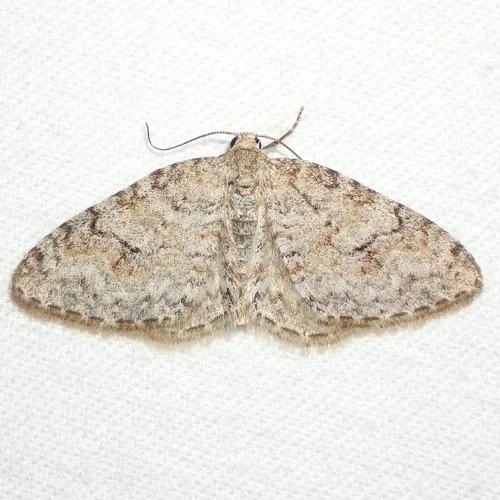 Brown-shaded Carpet Moth