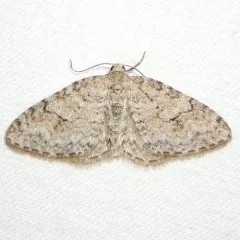 Brown-shaded Carpet Moth thumbnail 1