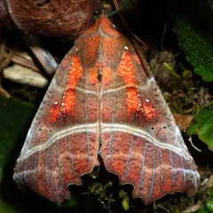 Herald Moth thumbnail 3