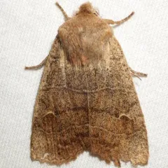 Morrison's Sallow thumbnail 3