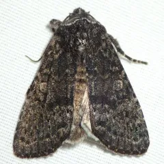 Lined Black Aspen Woodling thumbnail 3