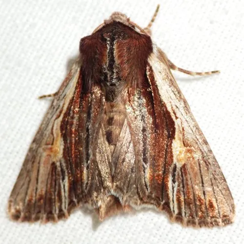 Bicolored Woodgrain Moth