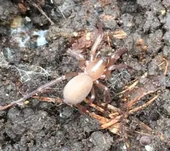 Ariadna bicolor thumbnail 3