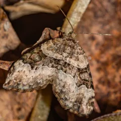Toothed Brown Carpet thumbnail 4