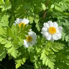feverfew thumbnail 4