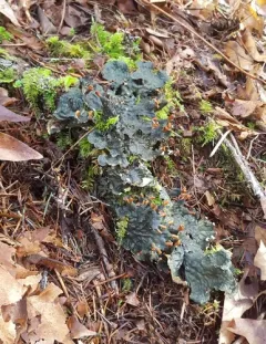 carpet pelt lichen thumbnail 2