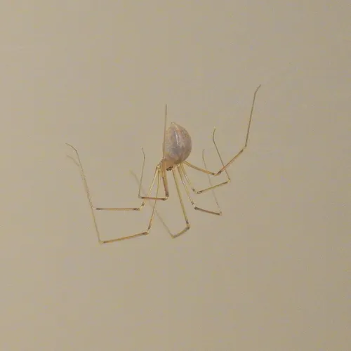 Manuel's Cellar Spider
