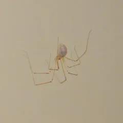 Manuel's Cellar Spider thumbnail 1