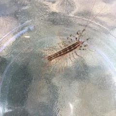 House Centipede thumbnail 4