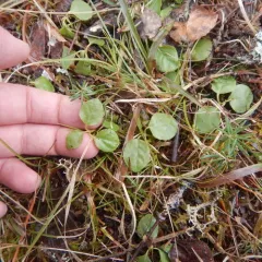 one-sided wintergreen thumbnail 3