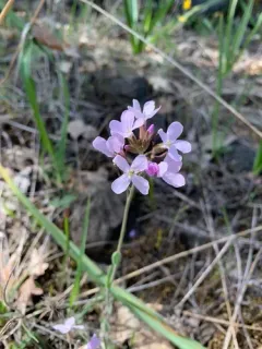 Oregon rockcress thumbnail 4