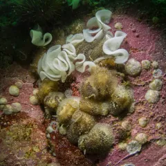 barnacle-eating dorid thumbnail 4
