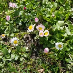 Lawn daisy thumbnail 4