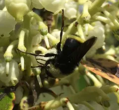 Variable Bumble Fly thumbnail 1