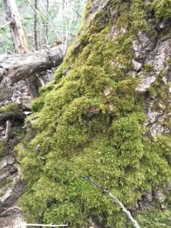Golden Feather-moss thumbnail 2