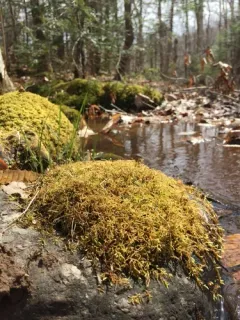 Oake's Wood-moss thumbnail 3