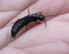 Ocypus brunnipes thumbnail 2