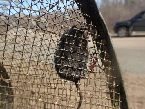Northern Water Shrew