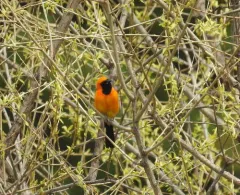 Hooded Oriole thumbnail 4